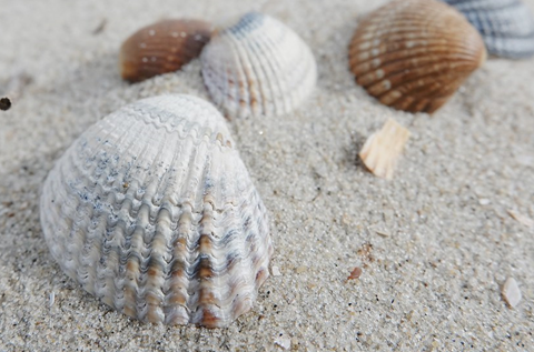 Mehrere Herzmuscheln im Sand