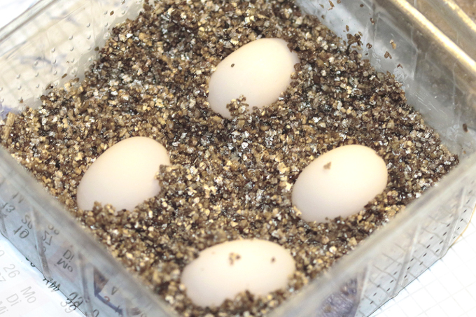 Die Eier werden in einem Inkubator ausgebrütet. - Foto: Bernd Breitfeld