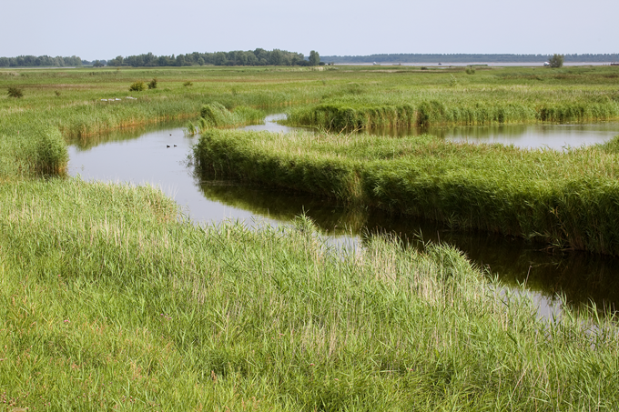 Salzwiese im Nationalpark Lauwersmeer, Holland