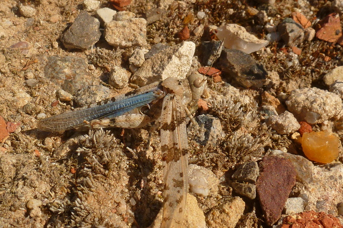 Blauflügelige Sandschrecke - Foto: Marieke Neßmann