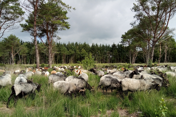 Schafe und Ziegen des Hüteschäfers Hehmsoth im Einsatz für den Naturschutz. - Foto: Sarina Pils