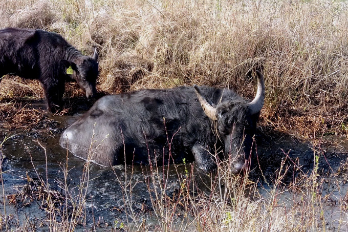 Wasserbüffel in der Osteaue - Foto: Sarina Pils