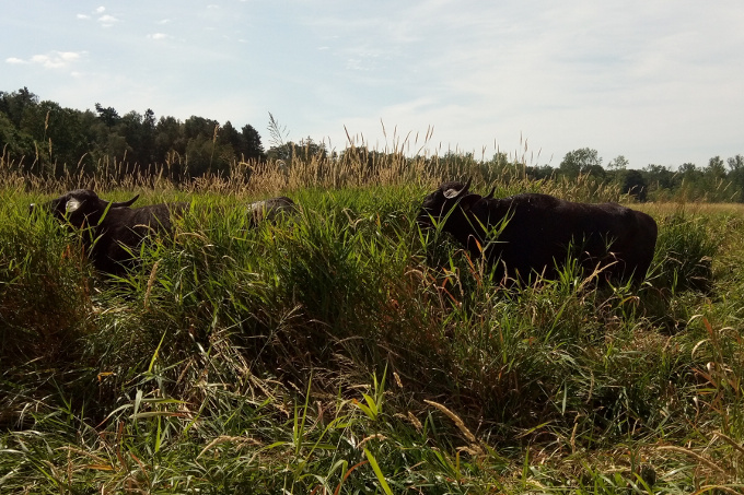 Wasserbüffel fressen für den Wiesenvogelschutz. - Foto: Sarina Pils, ÖNSOR.