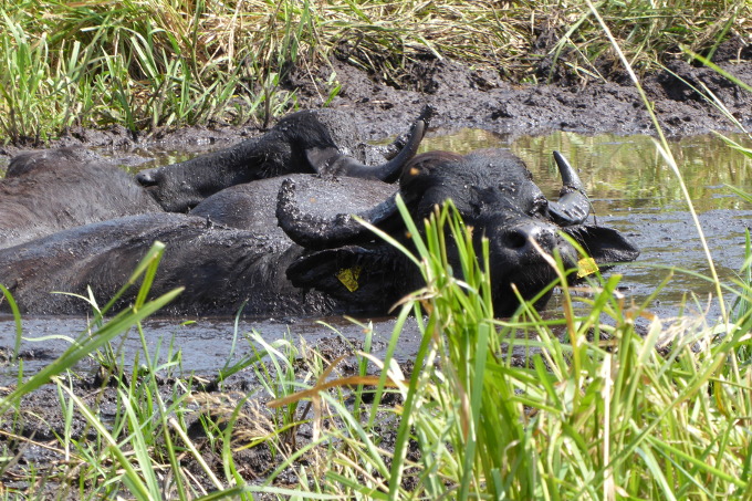 Durch Suhlen halten Wasserbüffel die Gewässer offen. - Foto: ÖNSOR
