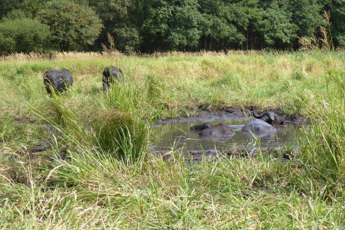 In den Reethwiesen am Elmer Berg fühlen sich die Büffel sichtlich wohl. - Foto: ÖNSOR