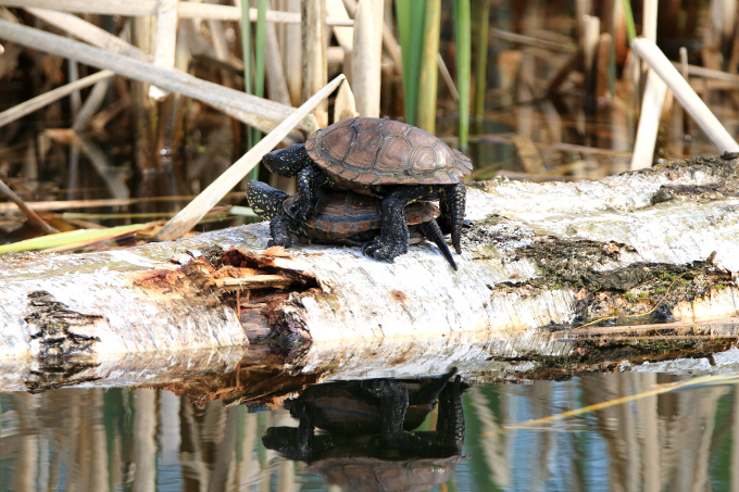 Paarungsversuch noch etwas zu junger Sumpfschildkröten – Foto: Bernd Breitfeld
