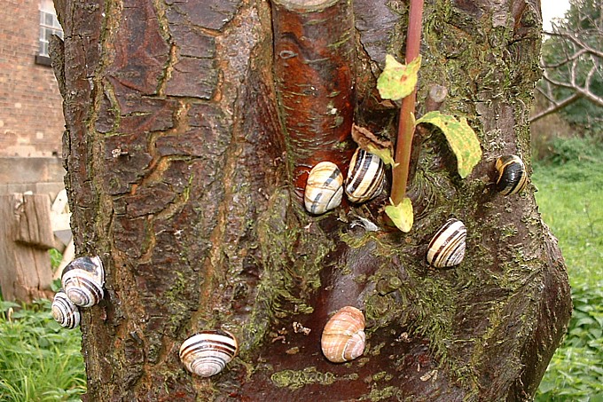 Baum Der Nicht Zu Groß Wird