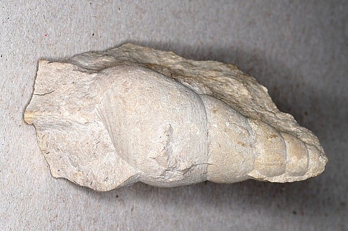 Steinkern fossile Schnecke - Foto: Karl Heinz Teichler
