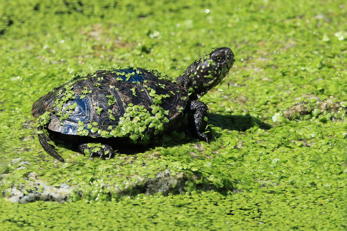 Sumpfschildkröte im Freilandgehege am Sonnen - Foto: Bernd Breitfeld