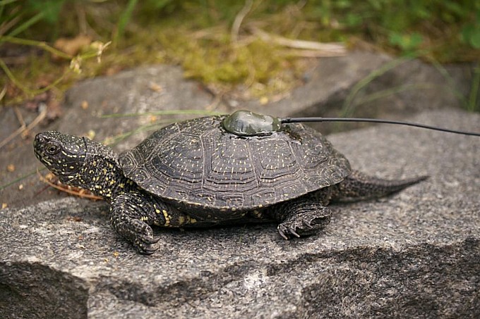Sumpfschildkröte besendert klein
