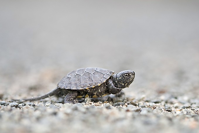 Europäische Sumpfschildkröte - Foto: Bärbel Rogoschik