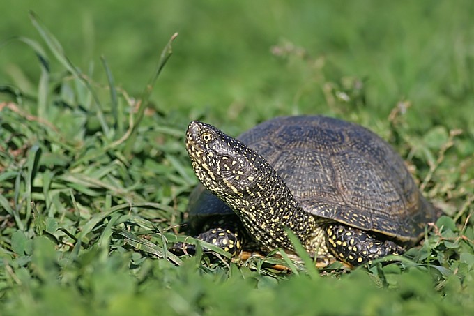 European pond turtle- Foto: Bärbel Rogoschik