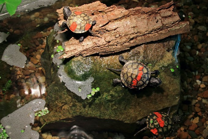 Diese jungen Sumpfschildkröten sind in der Ausstellung zu besichtigen. - Foto: Bernd Breitfeld