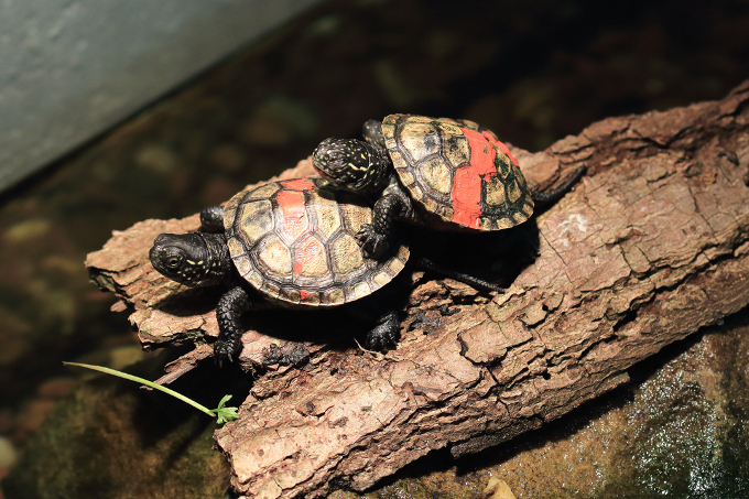 Die jungen Schildkröten fühlen sich offensichtlich wohl. - Foto: Bernd Breitfeld