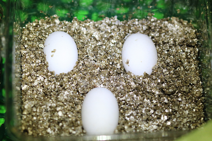 Eier der Europäischen Sumpfschildkröte im Inkubator. - Foto: Bernd Breitfeld
