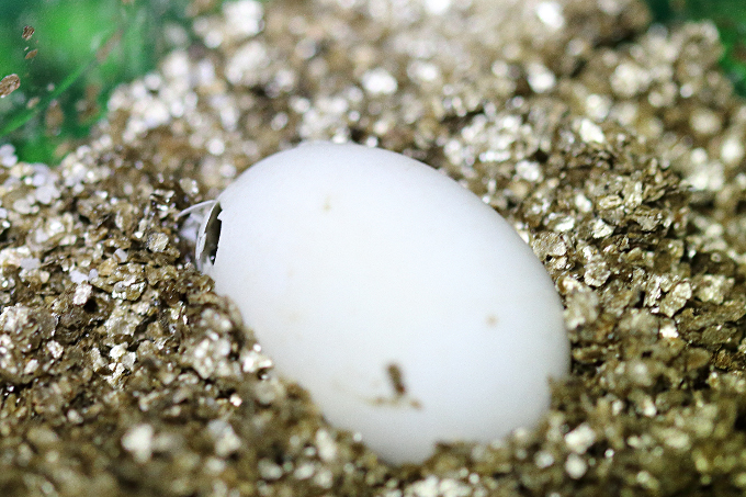 Anzeichen des Schlupfes (kleines Loch) einer Europäischen Sumpfschildkröte aus ihrem Ei. - Foto: Bernd Breitfeld