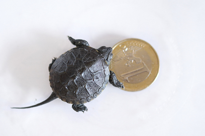 Ein Schlüpfling (4 Tage alt) einer Europäischen Sumpfschildkröte im Vergleich zu einer 1-Euro-Münze. - Foto: Bernd Breitfeld