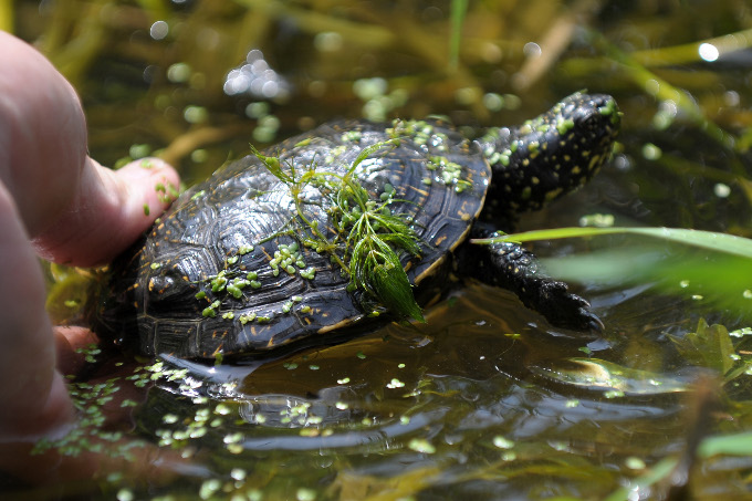 Frühlingserwachen bei den Sumpfschildkröten - Foto: Ronald Wittek