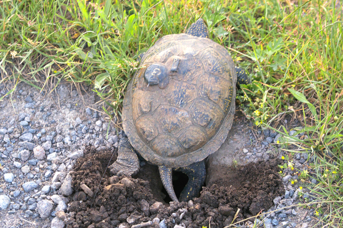 Europäische Sumpfschildkröte gräbt Bruthöhle - Foto: Bernd Breitfeld