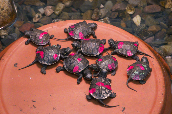Junge Europäische Sumpfschildkröten fressen rote Mückenlarven - Foto: Bernd Breitfeld