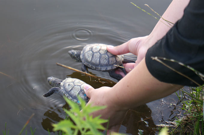 Vorsichtig werden die Sumpfschildkröten ins Wasser gesetzt. - Foto: Bernd Breitfeld