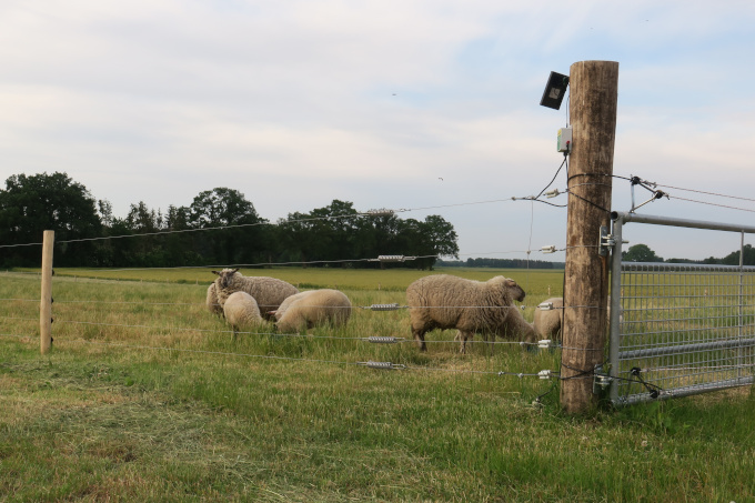 Schafe hinter wolfsabweisendem fünfreihigem Elektrofestzaun mit Zaunmonitor und Weidetor mit Elektrifizierungsset. - Foto: Peter Schütt