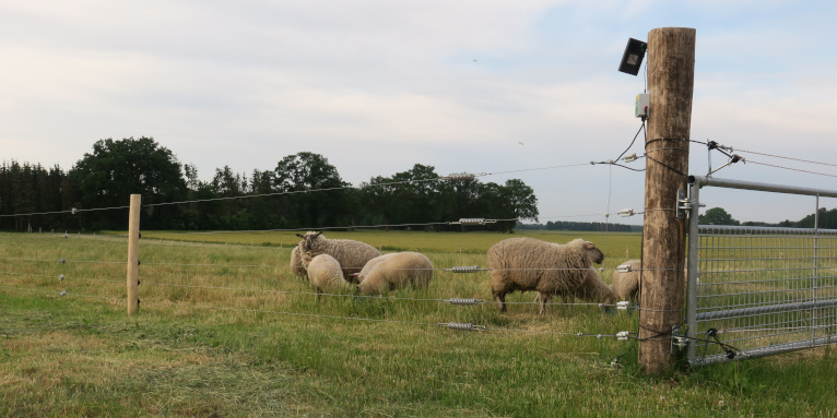 Schafe hinter wolfsabweisendem fünfreihigem Elektrofestzaun mit Zaunmonitor und Weidetor mit Elektrifizierungsset - Foto: Peter Schütt