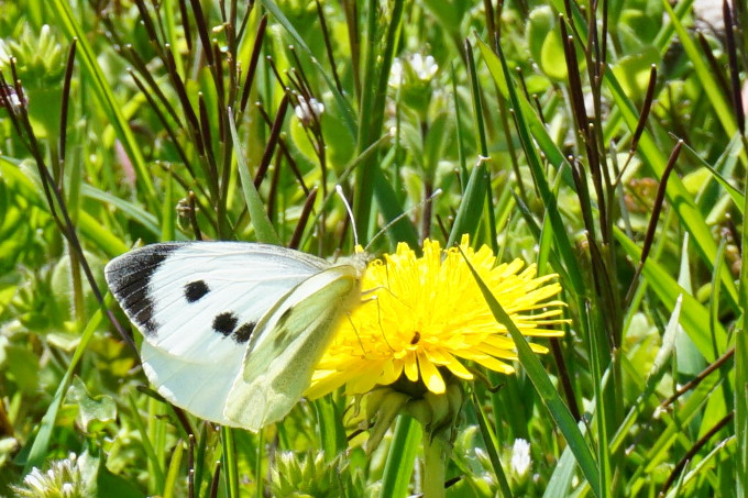 Schmetterlin bei HTA Belting - Foto: Sabrina Schmidt