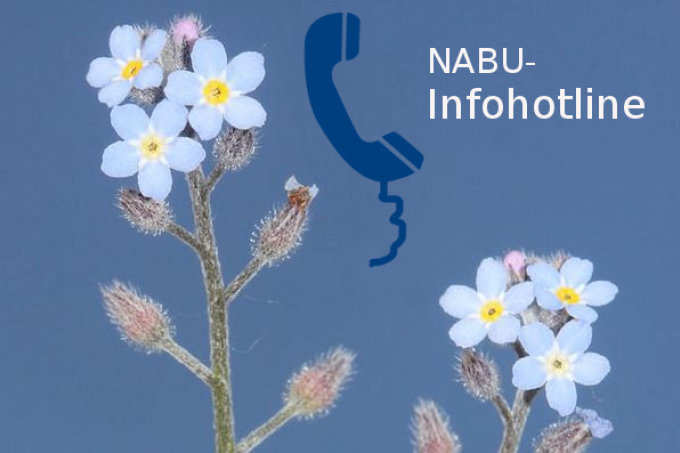 NABU-Infohotline - Foto: Ackervergissmeinnicht / Helge May