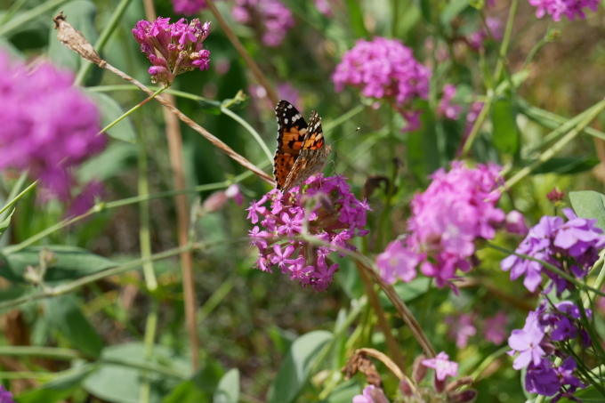 Im Naturgarten fühlen sich Schmetterlinge wie der Distelfalter wohl. - Foto: Yvonne Martin