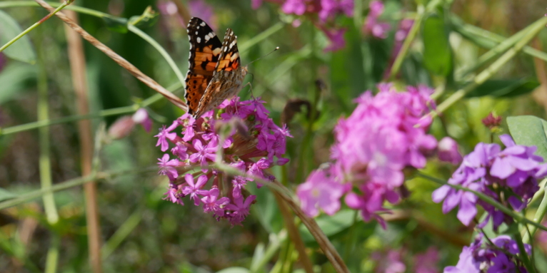 Im Naturgarten fühlen sich Schmetterlinge wie der Distelfalter wohl. - Foto: Yvonne Martin