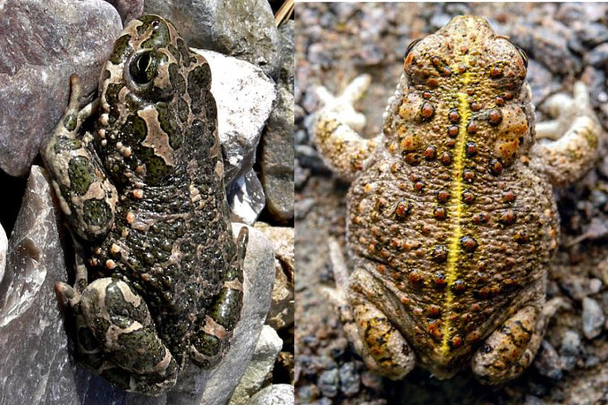 Vergleich zwischen Wechselkröte (links) und Kreuzkröte (rechts) - Fotos: Christian Stepf (naturgucker.de) und Ingo Ludwichowski