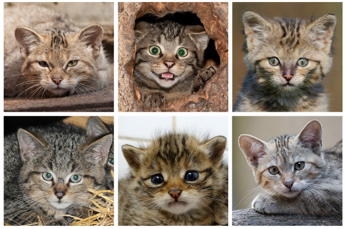 Wildkatzen - Fotos: Bärbel Rogoschik
