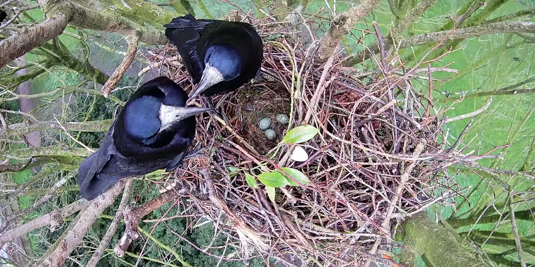Anfang April lagen drei Eier im Nest. Zwei der Küken wurden flügge. - Foto: Arbeitsgruppe live dabei