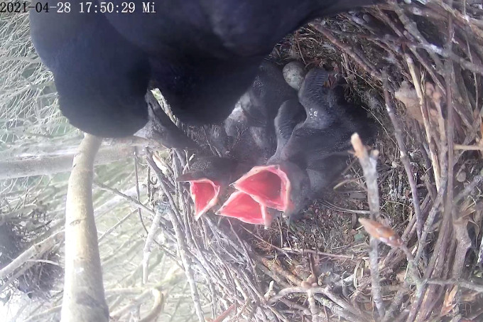 Drei hungrige Schnäbel waren im Nest zu sehen. - Foto: Petra Walentowitz