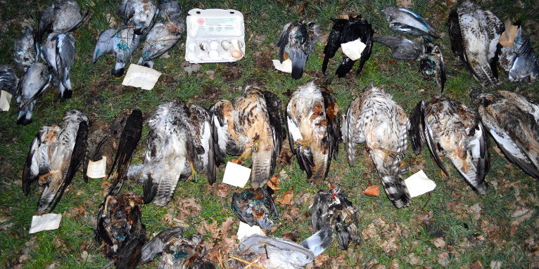 Tote Greifvögel und Köder - Foto: Ludger Frye