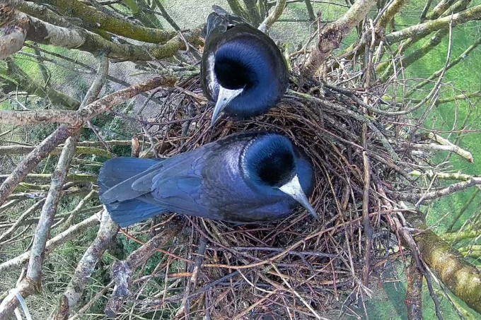 Saatkrähen im Nest - Foto: Arbeitsgruppe Live dabei