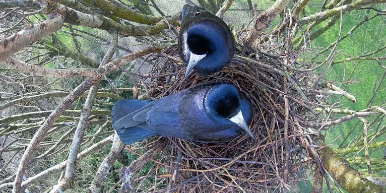 Saatkrähen im Nest - Foto: Arbeitsgruppe Live dabei