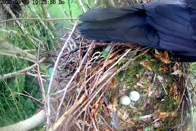 Bereits zwei Eier befinden sich im Nest der Saatkrähen - Foto: NABU Niedersachsen