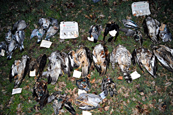 Tote Greifvögel und Köder - Foto: Ludger Frye