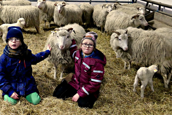  Miriam und Jann-Luca von der Schule am Moortief aus Norden fühlen sich inmitten der Schafe pudelwohl. - Birgit Lüken