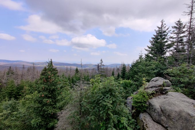 Der Nationalpark Harz: Eine natürliche Waldentwicklung wird gesunde und robuste Mischwälder aus Bergahorn, Buchen, Erlen und auch Fichten hervorbringen. - Foto: Jonas Liebelt