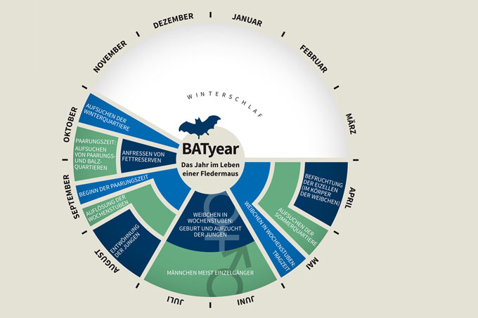 Batyear - das Jahr im Leben einer Fledermaus - Grafik: NABU/C. Stein