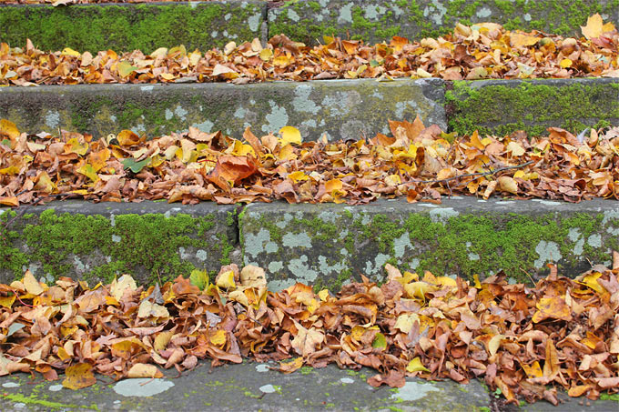 Treppe mit Herbstlaub - Foto: Helge May